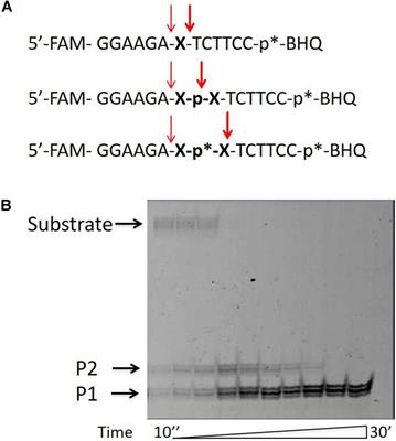 Human Tyrosyl-DNA Phosphodiesterase 1 Possesses Transphosphooligonucleotidation Activity With Primary Alcohols